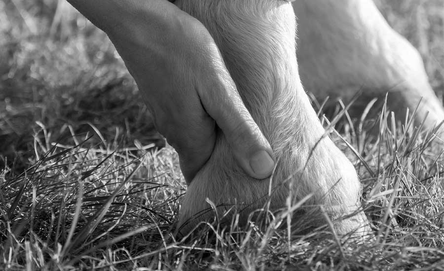 Hand auf dem Fell eines Pferdes